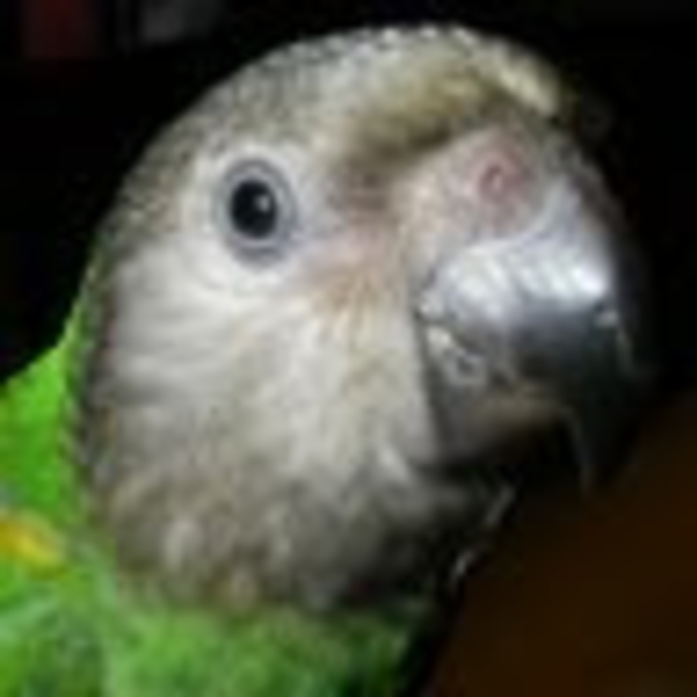 Meet your Posher, Wendy